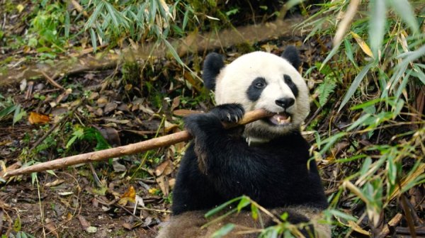 括普投资 8k纪录片《我们的国家公园》今晚带你去看自然生态中的大熊猫、东北虎